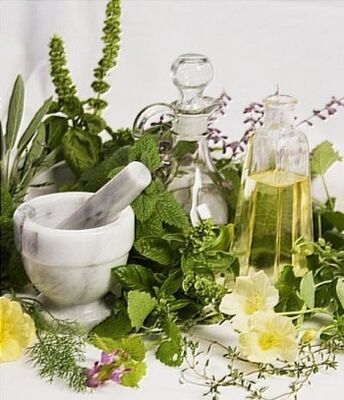 Infusions of medicinal plants for treating varicose veins