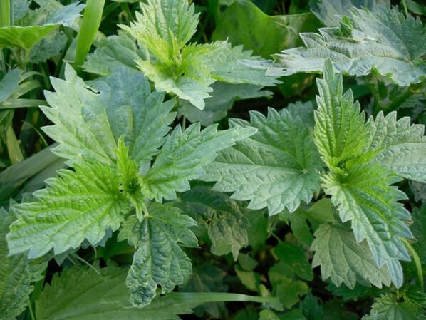 Nettle to prepare a medicinal decoction for varicose veins